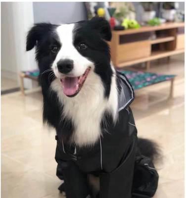 如何让狗狗愉快地穿上雨衣（宠物主人必读的养护秘籍）