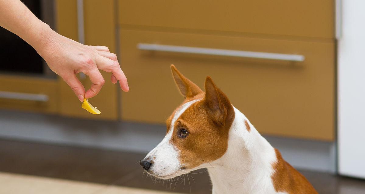 探究狗狗不想吃饭的原因（宠物的饮食习惯与行为分析）
