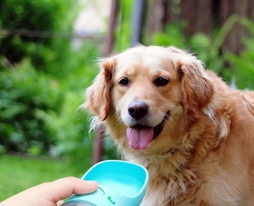 宠物狗不想喝水的原因和应对方法（狗狗为什么不喝水）