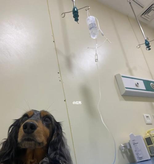 狗狗肠炎的治疗方法（为宠物恢复健康）