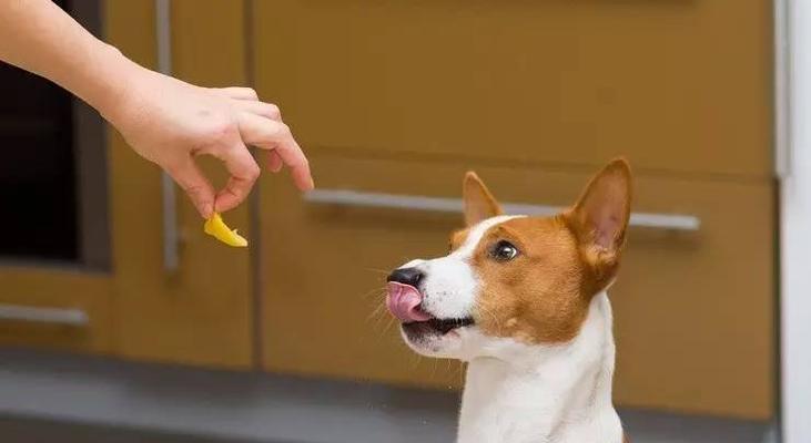 狗狗误食葡萄怎么办（宠物主人必知的急救措施和预防方法）