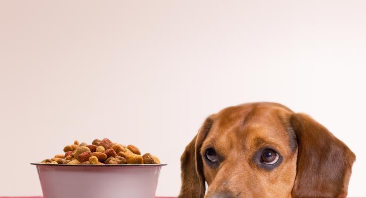 狗狗吃是什么吐什么，真的科学吗（以宠物为主的饮食习惯探究）