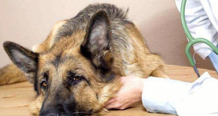 狗狗出血的原因与应对措施（宠物健康的重要性及出血可能产生的危害）