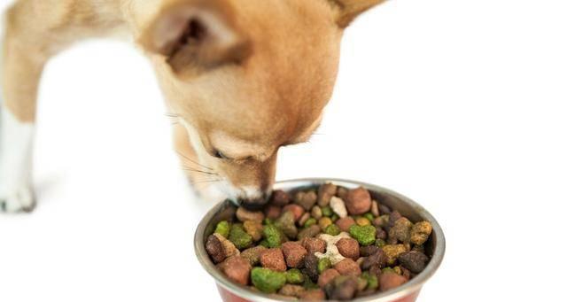 从狗粮到吃饭，如何让宠物狗健康饮食（以狗狗为主）
