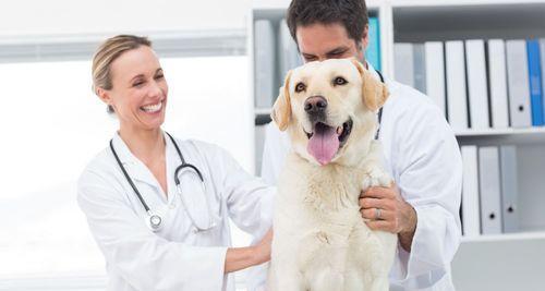 宠物狗打疫苗，你需要知道的事项（保护狗狗免受疾病威胁的重要性）