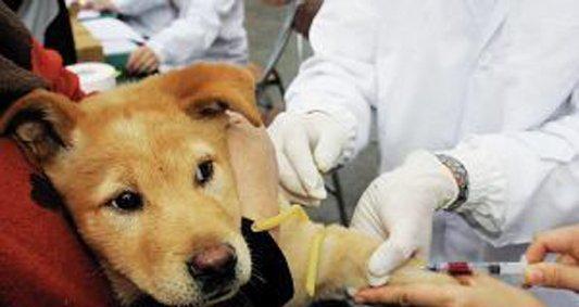 狗狗打了疫苗还会得细小吗（了解宠物细小病毒和疫苗保护）