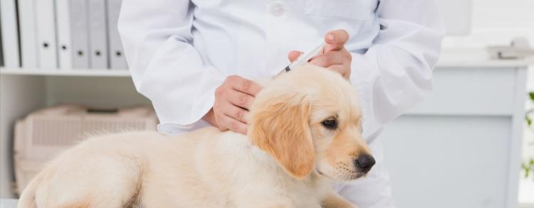 狗狗打了疫苗还会得细小吗（了解宠物细小病毒和疫苗保护）