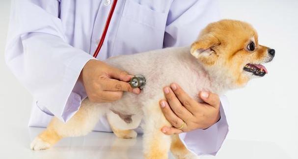 宠物犬完整疫苗后，还会患上细小吗（狗狗的健康与主人的责任——谈细小疫苗及预防方法）
