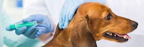 宠物犬完整疫苗后，还会患上细小吗（狗狗的健康与主人的责任——谈细小疫苗及预防方法）