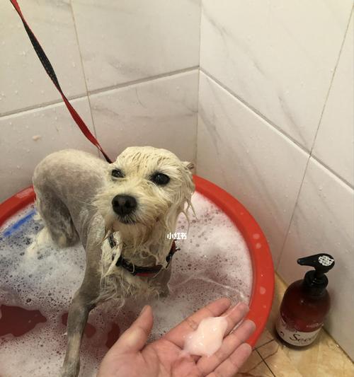 让宠物狗狗干净又健康——洗澡的最佳时机