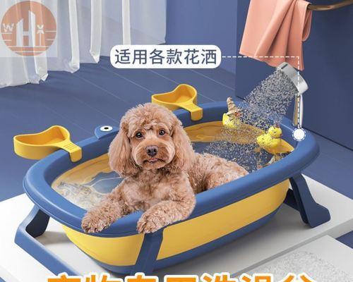 让宠物狗狗干净又健康——洗澡的最佳时机