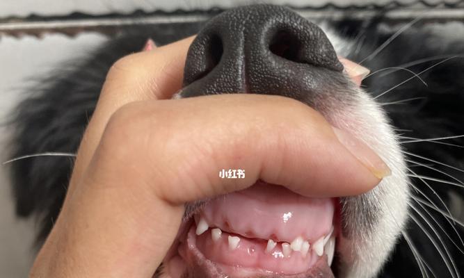 狗狗牙齿保养秘诀（让你的宠物牙齿健康闪耀）