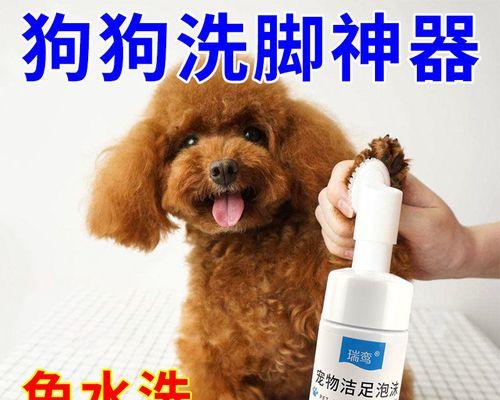 狗狗剪爪出血怎么办（宠物护理必备）