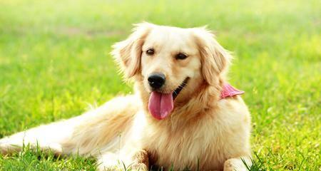 宠物狗对花粉过敏的表现及治疗方法（宠物狗是否容易对花粉过敏）