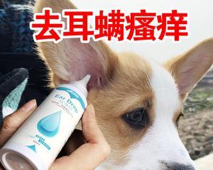 狗狗耳朵外发炎的原因及治疗方法（宠物护理指南）