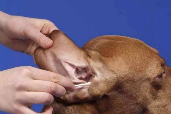 狗狗耳朵外发炎的原因及治疗方法（宠物护理指南）