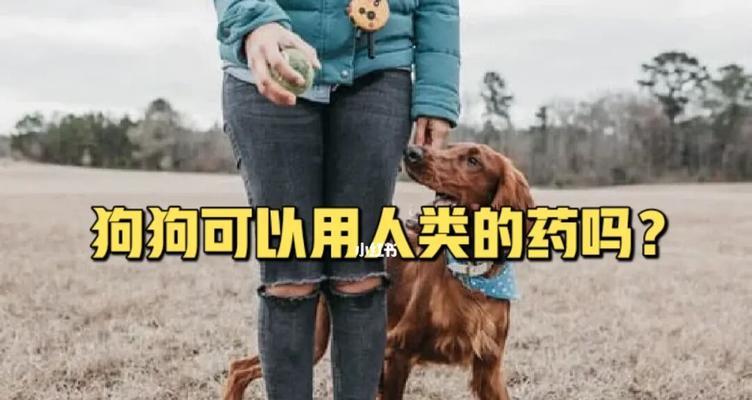 如何治疗宠物狗的发热症状（给狗狗吃药的正确方法与注意事项）