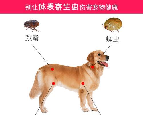 狗狗风湿的治疗方法（以宠物为主）