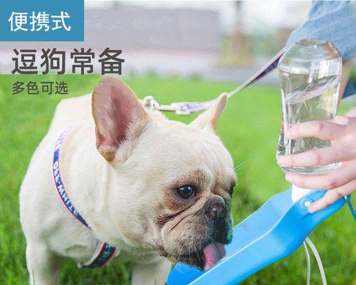 为何狗狗喝水就拉肚子（探究狗狗喝水拉肚子的原因及预防方法）