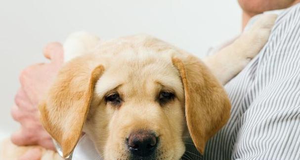 宠物狗狗的核磁共振检查（如何用核磁共振技术帮助宠物狗狗早日康复）