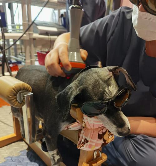 宠物狗狗的核磁共振检查（如何用核磁共振技术帮助宠物狗狗早日康复）