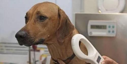 狗狗喉咙里长疙瘩的原因和治疗方法（宠物喉疾病的预防与护理）