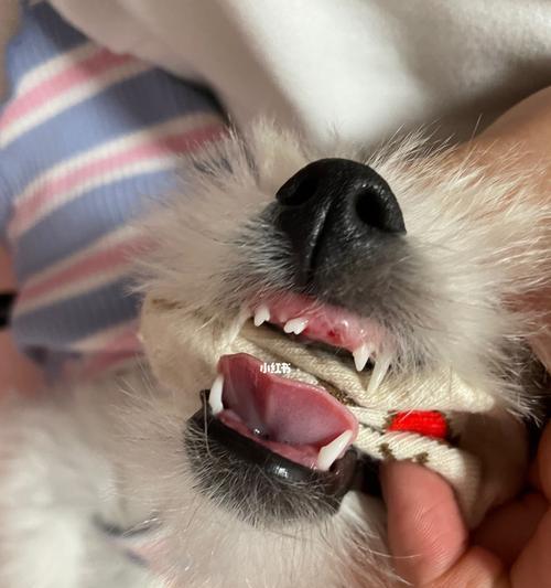 狗狗换牙慢的原因（了解狗狗换牙的常见问题及解决方法）