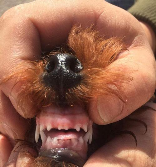 如何补钙帮助狗狗度过换牙期（宠物狗狗的换牙期和补钙方法）