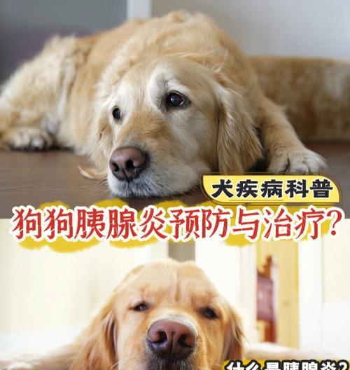 狗狗急性胰腺炎的引发原因探究（探寻宠物的生活方式和饮食习惯对犬只胰腺健康的影响）