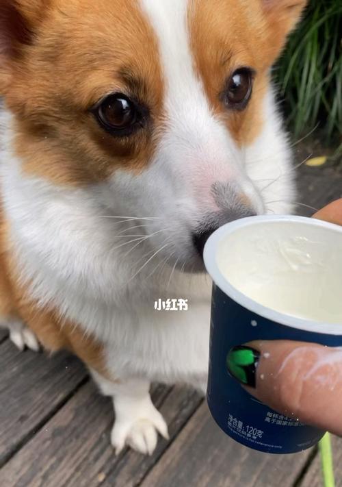 狗狗喜欢吃酸奶的10个原因（以宠物为主）