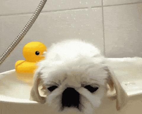 狗狗经期洗澡时间详解（以宠物为主）
