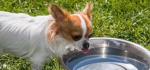 宠物狗不喝水，该如何解决？