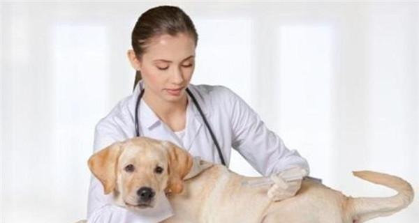 狗狗咳嗽需不需要打针（宠物的健康状况和治疗方法）
