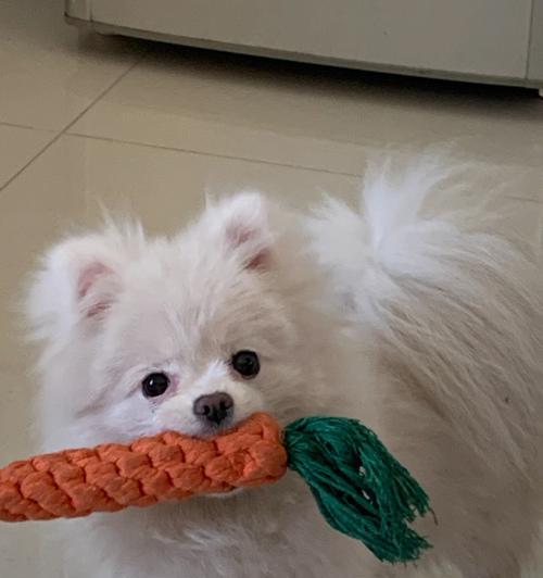 营养健康的宠物生活——狗狗可以吃生的红萝卜吗？