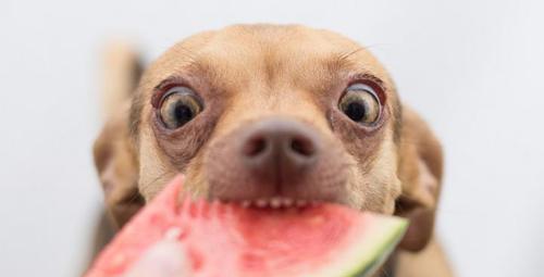 营养健康的宠物生活——狗狗可以吃生的红萝卜吗？