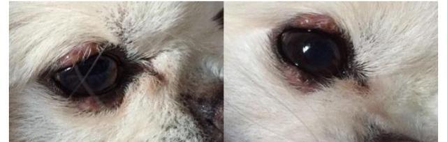狗狗脸上长疙瘩的原因及应对方法（了解宠物疾病）