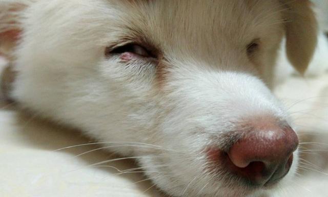 狗狗流白色眼屎的原因及应对方法（解析白色眼屎的成因）