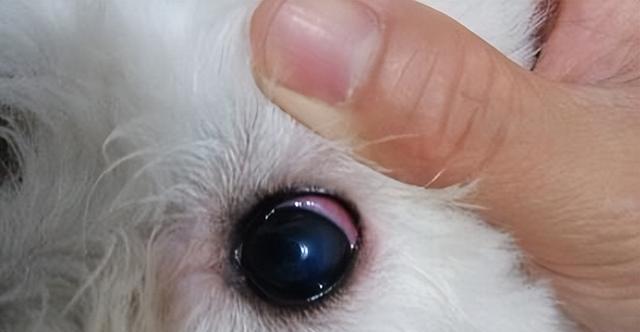 狗狗流白色眼屎的原因及应对方法（解析白色眼屎的成因）