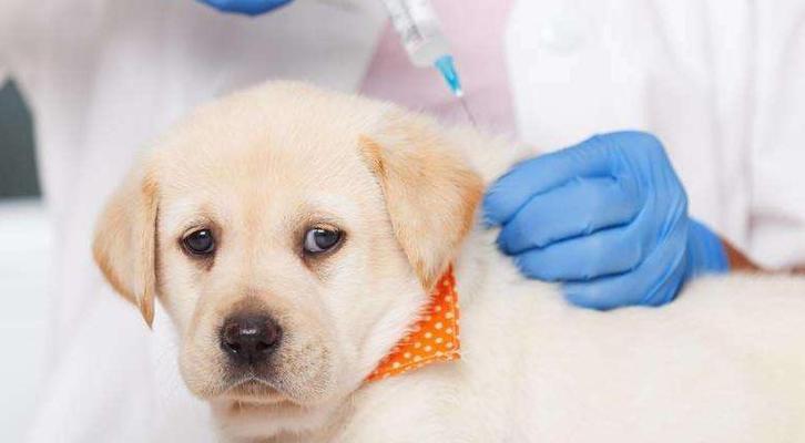 狗狗打狂犬疫苗的必要性（每年多打一针）