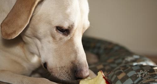 如何让宠物狗健康饮食——解决每天只吃肉的难题（狗狗的营养需求与平衡饮食策略）