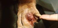 狗狗皮烂的治疗方法与注意事项（如何有效治疗狗狗皮肤烂的问题）