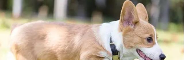 狗狗气喘原因及治疗方法（了解宠物气喘的症状和预防措施）