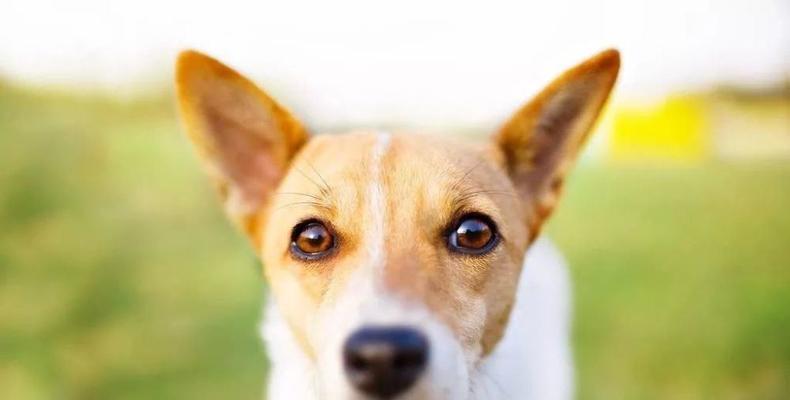 宠物狗的轻微青光眼治疗方法详解（从病因到治疗）