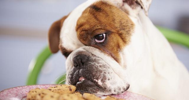 狗狗为什么容易患上胰腺炎（探寻狗狗胰腺炎的成因和预防方法）