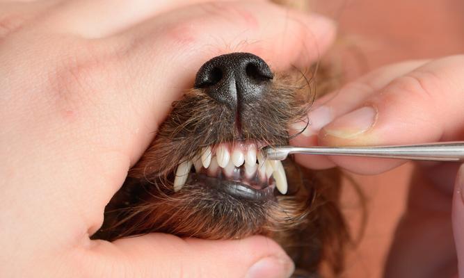 狗狗口腔溃烂原因及治疗方法（探究狗狗口腔溃烂的主要原因和有效治疗方法）