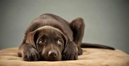 宠物狗胃酸过多的症状、原因和治疗方法（了解狗狗胃酸过多的危害）