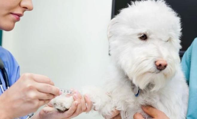 宠物狗狗五联疫苗的正确保存方法（让狗狗安心健康成长）