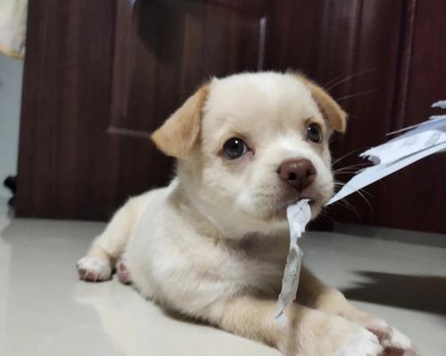 狗狗为什么喜欢吃纸（揭开狗狗爱吃纸的真相）