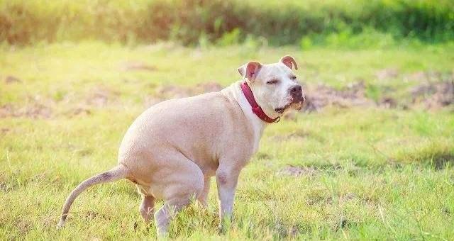 狗狗小便带血的原因（宠物健康必知）