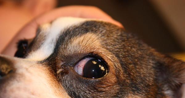 为什么狗狗的眼角会流泪（探究狗狗眼角流泪的原因和治疗方法）